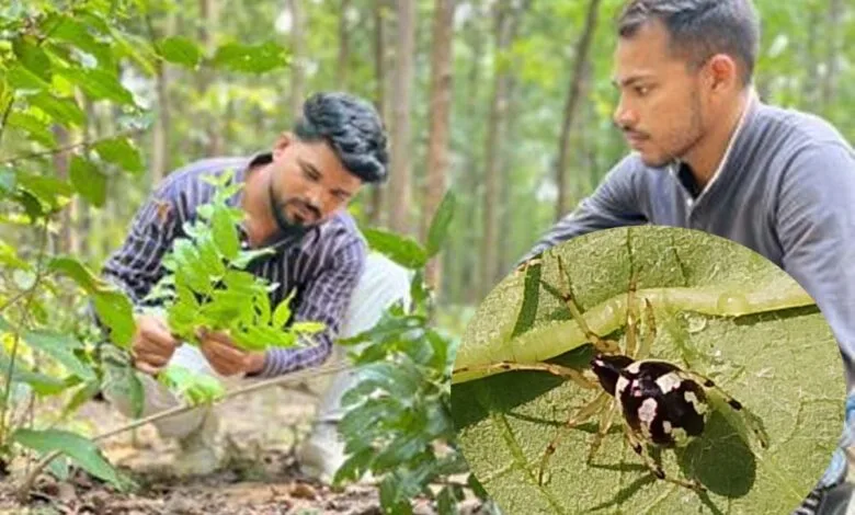 छत्तीसगढ़ के जंगल में मिली दुर्लभ मकड़ी ‘Mangora baii’, चीन के बाद भारत में पहली बार दर्ज हुई मौजूदगी