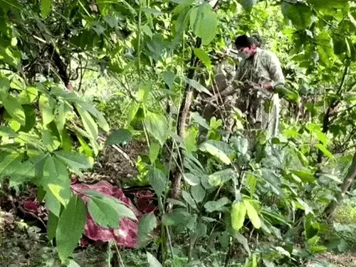 कोरबा में 7 साल की बच्ची की हत्या से सनसनी, तीन दिन से लापता मासूम का झाड़ियों में मिला शव ...