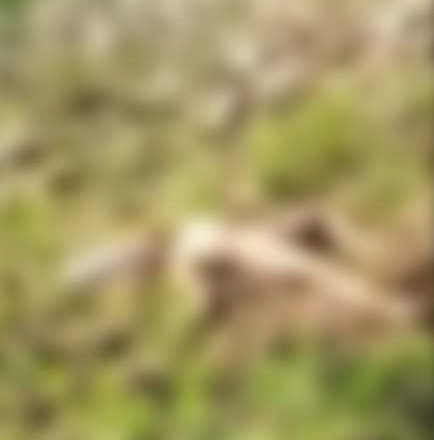 mungeli-women-deth-body