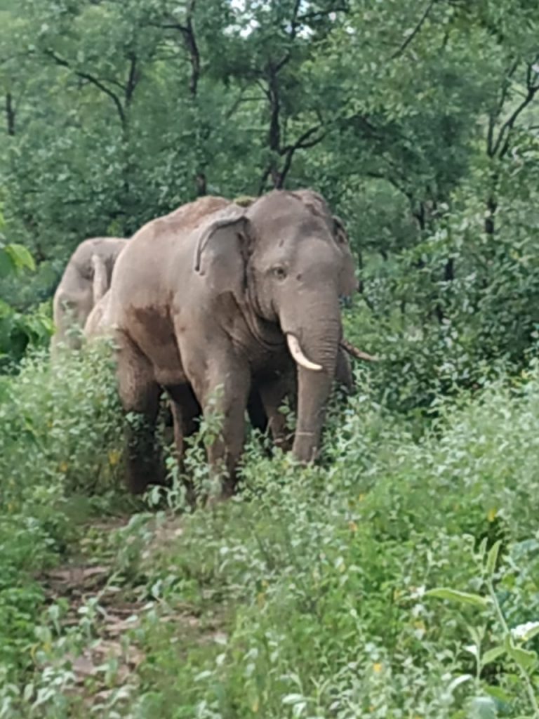ELEPHANT22