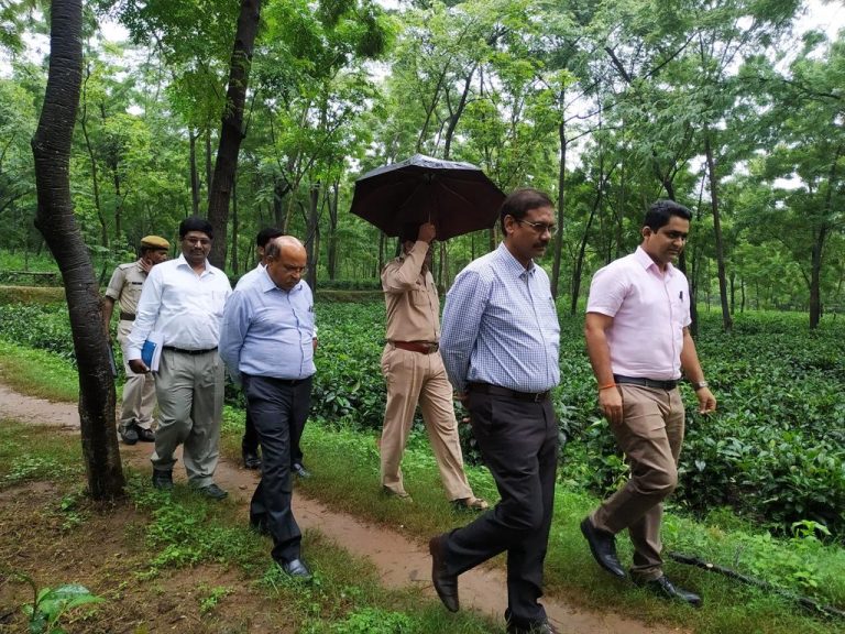 JASHPUR TEA GARDEN