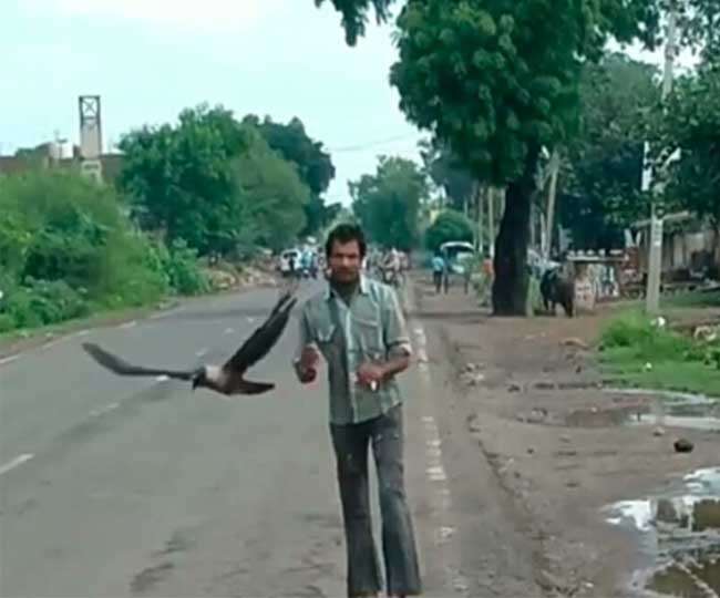 crows-attack-on-human_