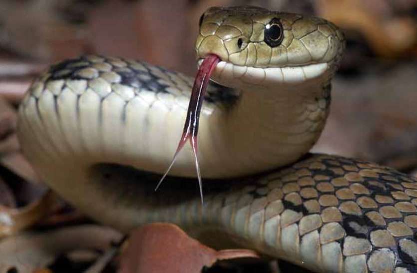 snake