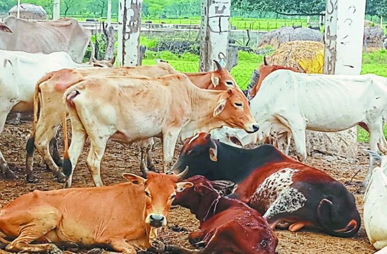 cow