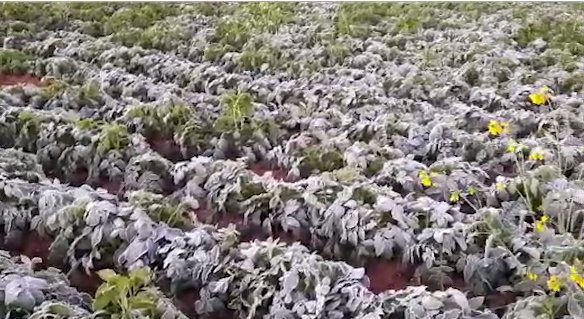 JASHPUR BARF KI CHADAR