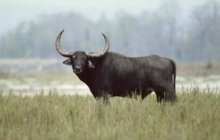 -buffalo-died-in-Udanti-