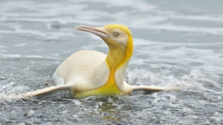 yellow-penguin