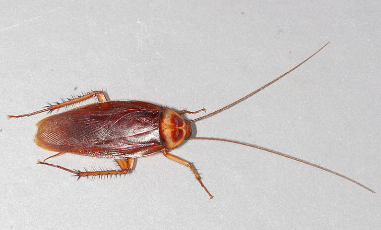 1-cockroach
