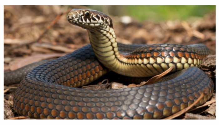 1178216-collage-maker-11-jun-2022-08.16-pm