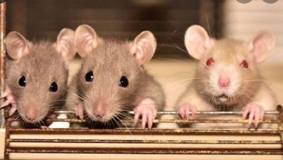 rats
