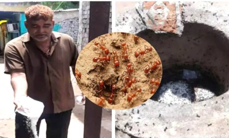 ants-hobby-news-780x470