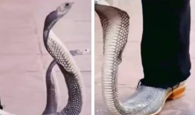 1585752-snake-shoes
