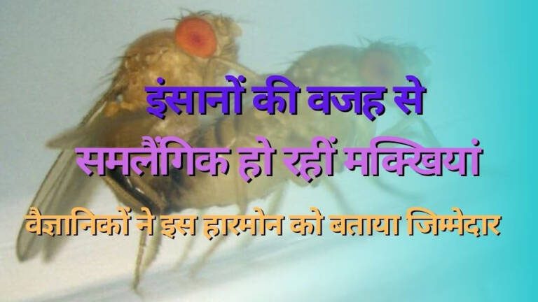 1674595-flies-sex-life