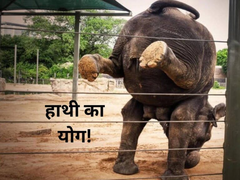 1854298-elephant-yog