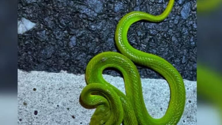 7mjf20go_salazar-pit-viper-found-in-kaziranga_625x300_11_July_24