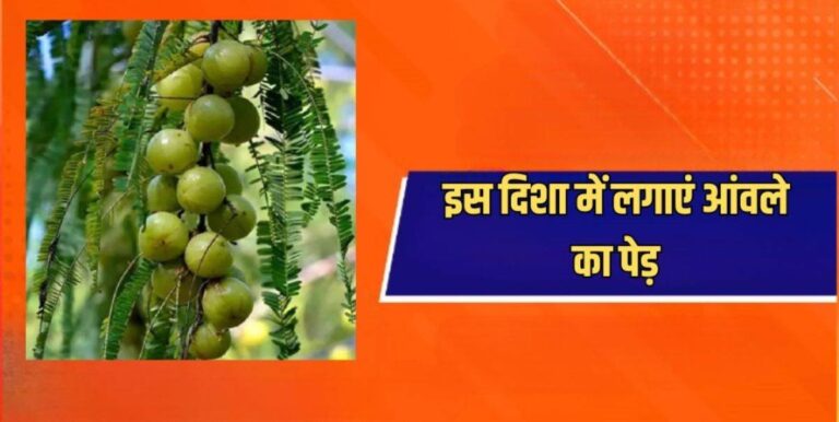 vastu_tips_for_amla_tree