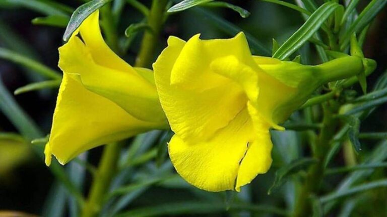 12_04_2024-kaner_plant_astro