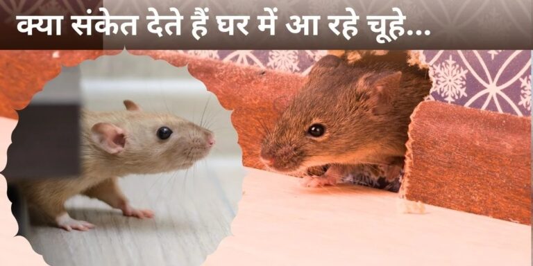 24_09_2024-rats_in_home