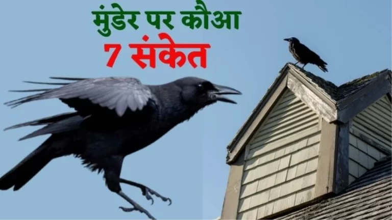 28_09_2024-naidunia_crow_wws_(5)