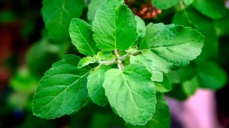 Tulsi Benefits
