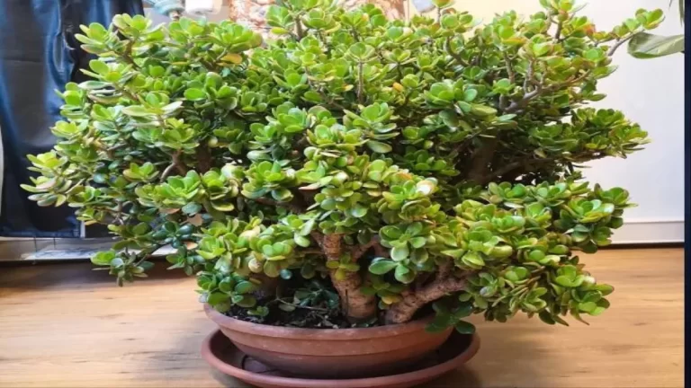 06_10_2024-crassula_plant_2024106_145450