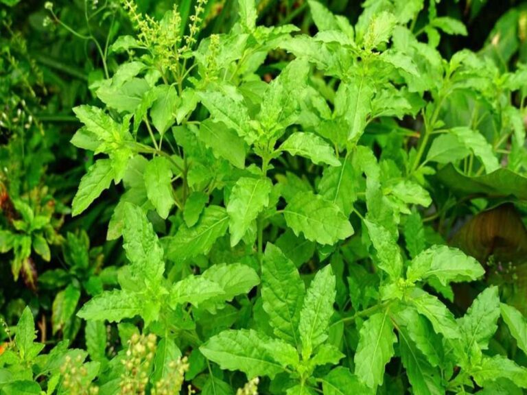 Tulsi151june