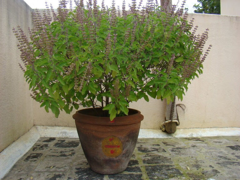 tulsi-leaf_1466577018