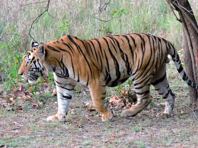 Royal_bengal_tiger