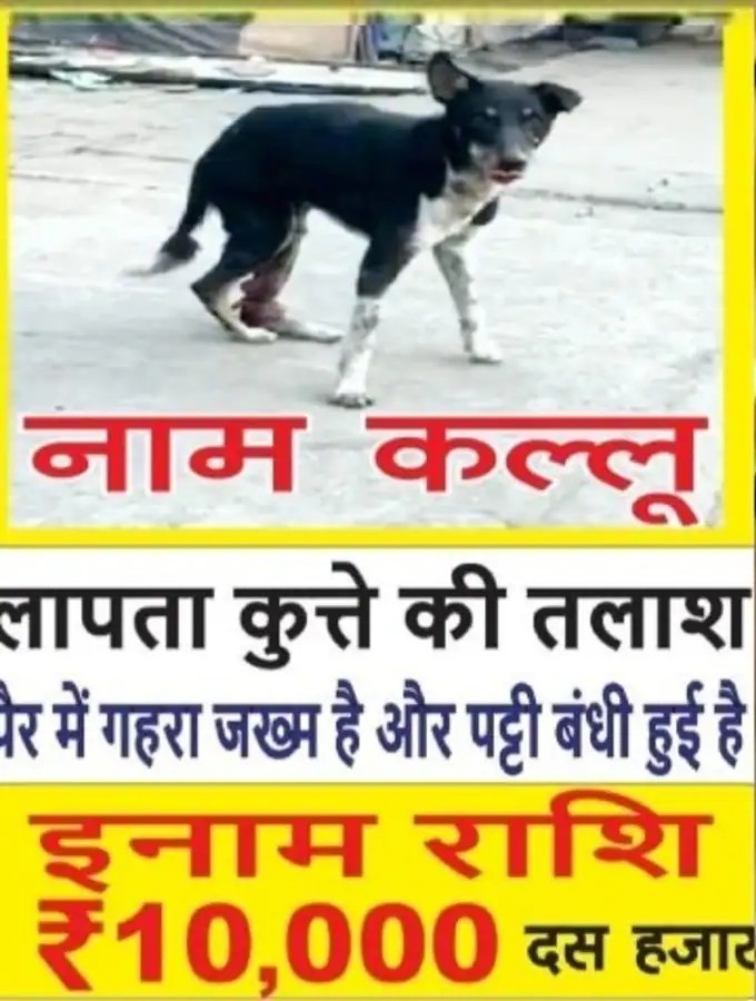 dog_kullu