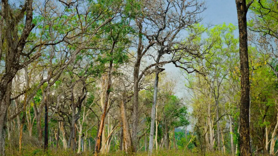 78000-hectares-of-forest-land-were-cleared-1691018965