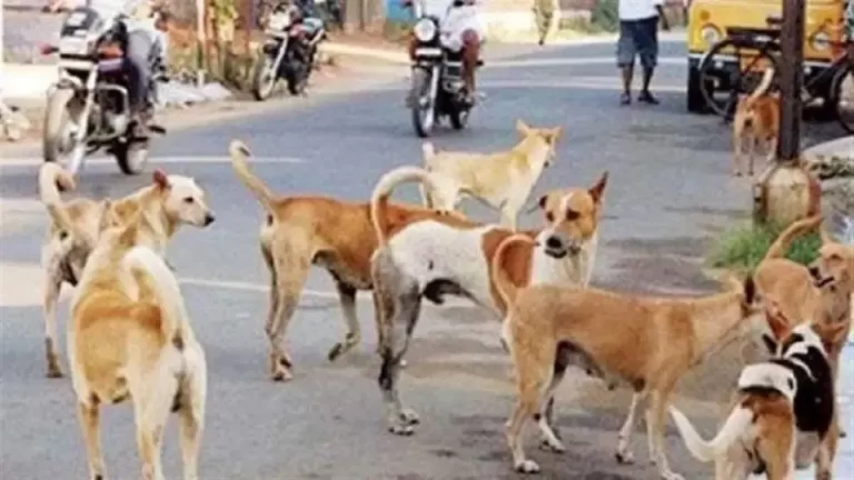 delhi-dogs-1657161463