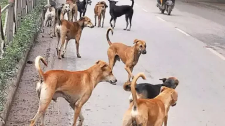 stray-dogs-2082159384