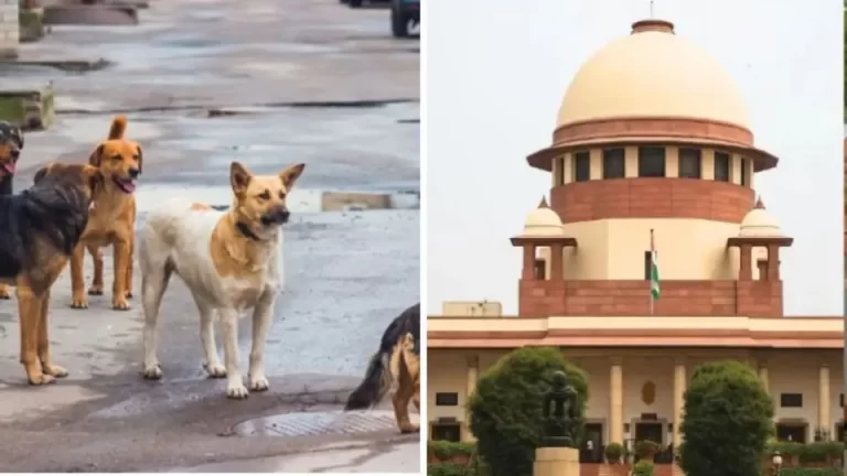 stray-dogs-in-delhi-ncr-299076272