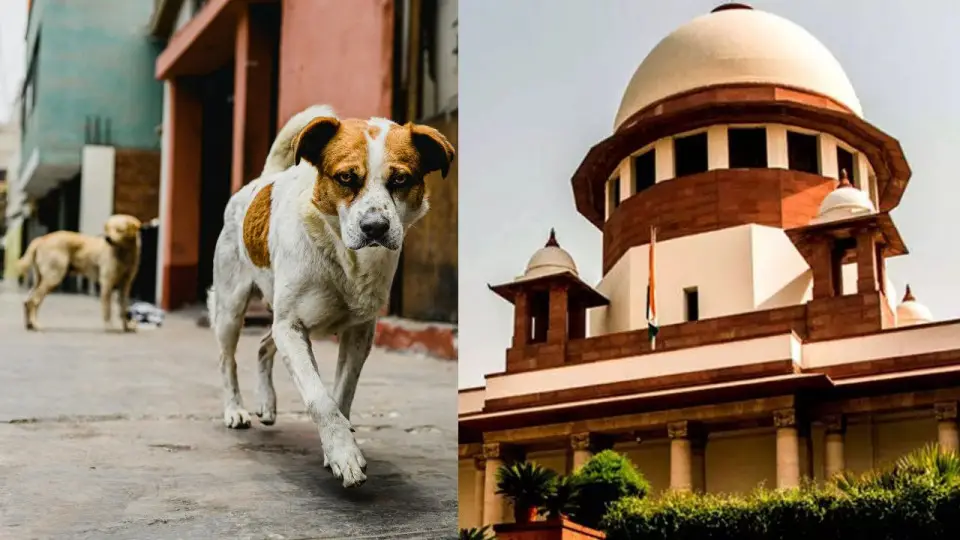 supreme-court-on--stray-dog-211444135
