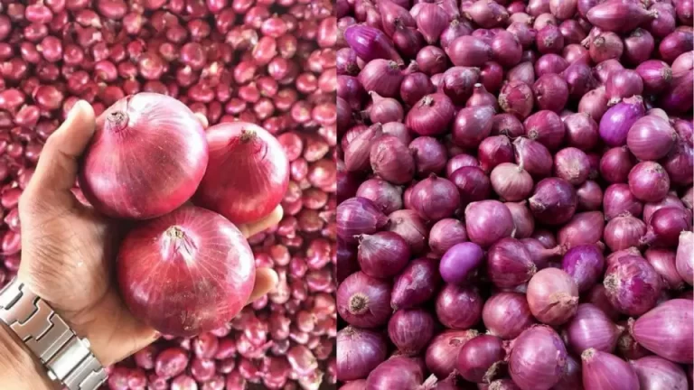 onions-price-today-1268940560