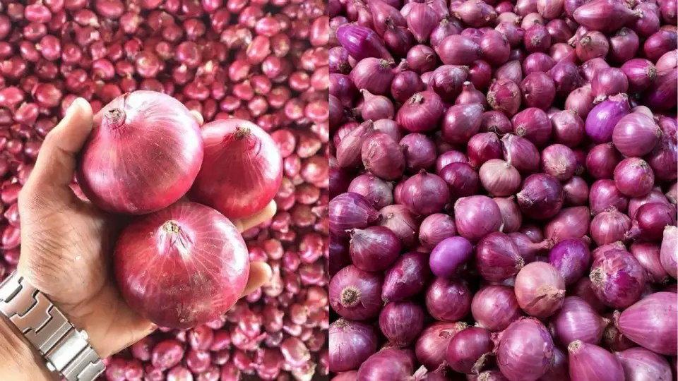 onions-price-today-1268940560