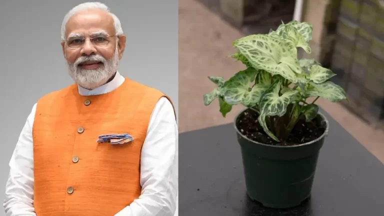 -pm-modi-birthday-2025-457971238