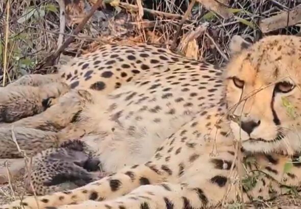 cheetah-Mukhi-gave-birth-to-five-cubs