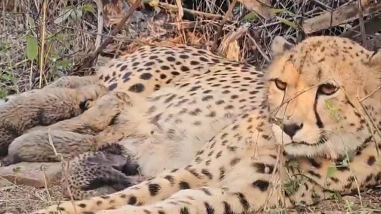 cheetah-Mukhi-gave-birth-to-five-cubs