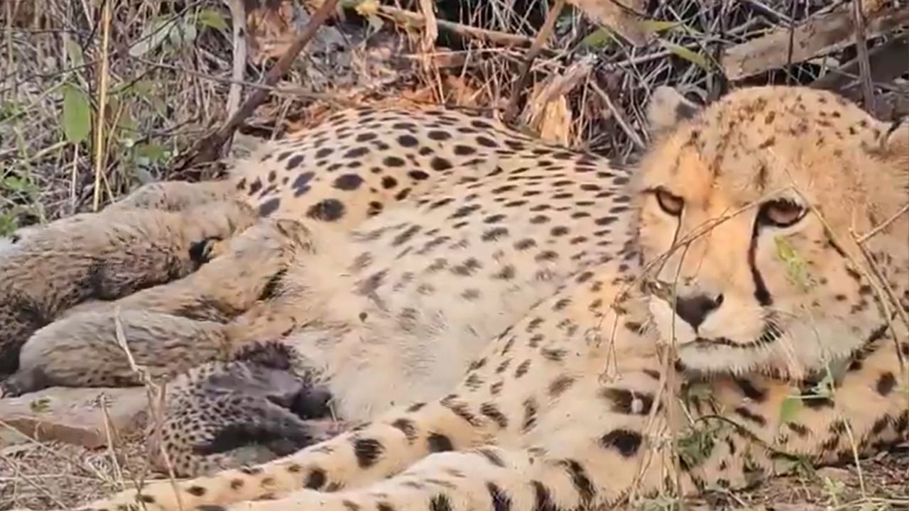 cheetah-Mukhi-gave-birth-to-five-cubs