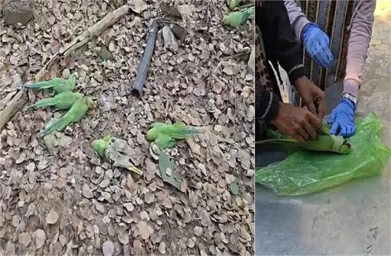 2026_1image_20_58_313278710badwah-ll