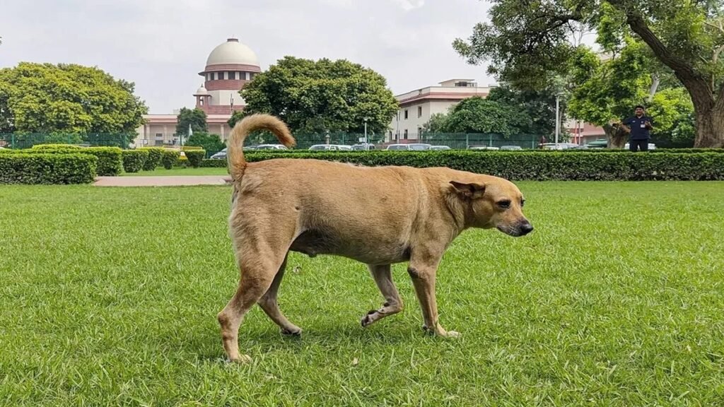 dog-1767775999