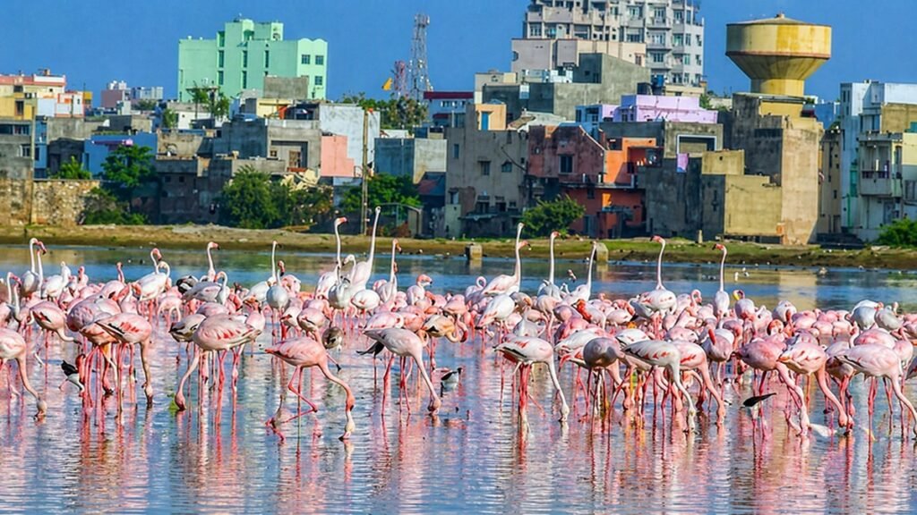 Flamingo