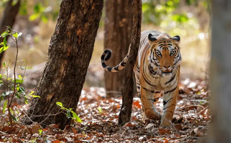 2026_6image_10_17_116616209tigerdeath