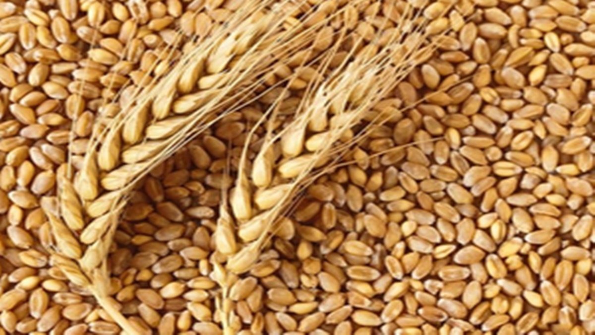 Wheat