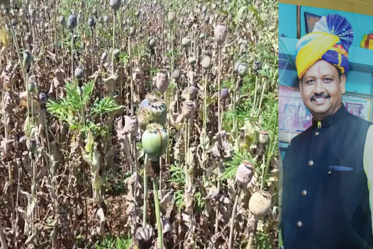 768-512-27534832-thumbnail-16x9-durg-opium-cultivation